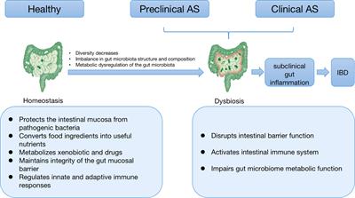 Frontiers | Role of the microbiome and its metabolites in ankylosing ...