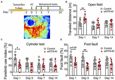 Frontiers  Simple and efficient protocol to isolate and culture brain  microvascular endothelial cells from newborn mice