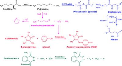 Frontiers | Analytical assays to evaluate enzymatic activity and ...