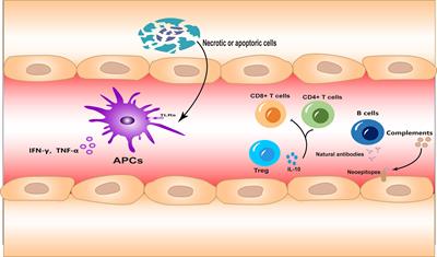 Frontiers  Inflammation and immune cell abnormalities in