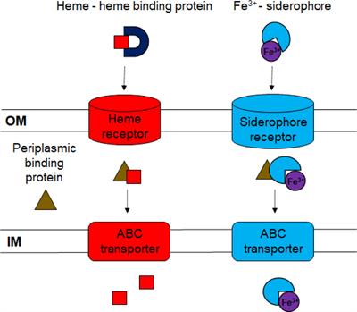 Frontiers  PdpC, a secreted effector protein of the type six