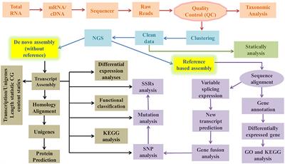 Frontiers  Grapevine response to a Dittrichia viscosa extract and a  Bacillus velezensis strain