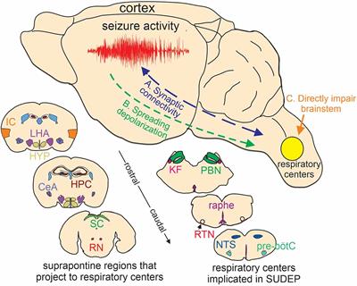 Frontiers | Perspectives on the basis of seizure-induced respiratory ...