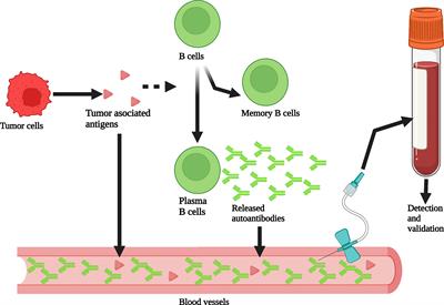 Blood Cancer Diagnosis & Prognosis