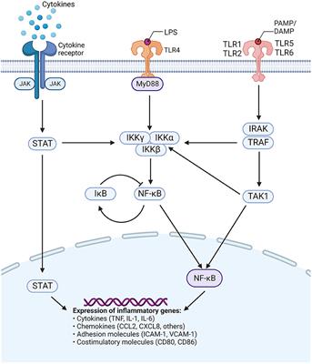 Frontiers | Anti-inflammatory properties of commonly used psychiatric drugs