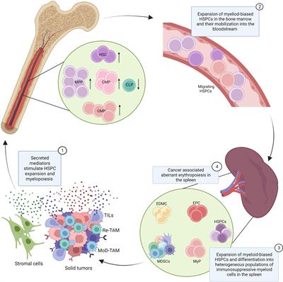 Frontiers | Hematologic dysfunction in cancer: Mechanisms, effects on ...