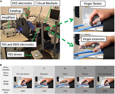 Frontiers  The Use of Functional Electrical Stimulation on the Upper Limb  and Interscapular Muscles of Patients with Stroke for the Improvement of  Reaching Movements: A Feasibility Study