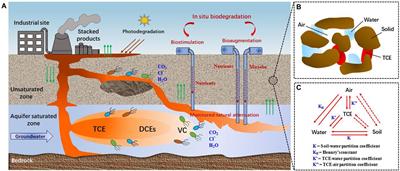 Frontiers | Recent advances and trends of trichloroethylene ...