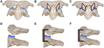 Frontiers  Common Patterns of Skull Bone Fusion and Their Potential to  Discriminate Different Ontogenetic Stages in Extant Birds