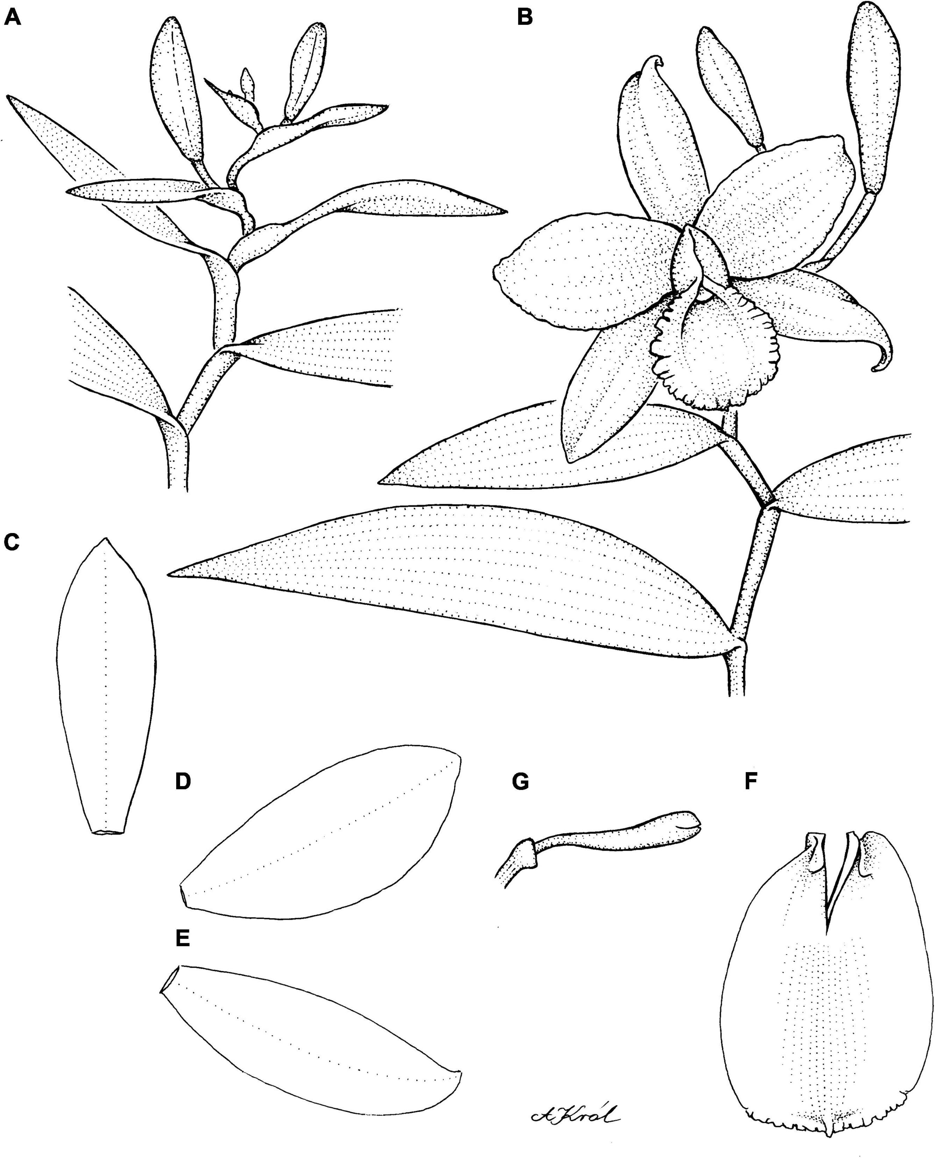 Frontiers | Taxonomic revision of Sobralia section Racemosae Brieger  (Sobralieae, Orchidaceae)