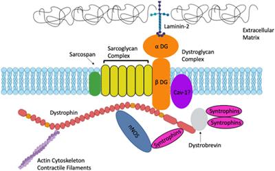 Frontiers  Current Pharmacological Strategies for Duchenne