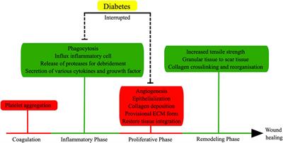The capacity of exosomes derived from adipose-derived stem cells to enhance wound healing in diabetes