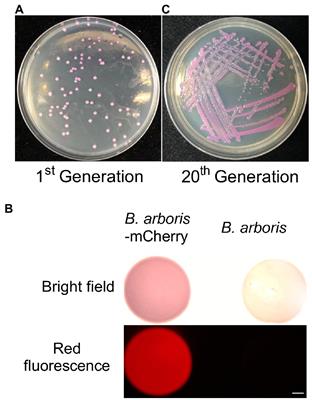 burkholderia cepacia - List of Frontiers' open access articles