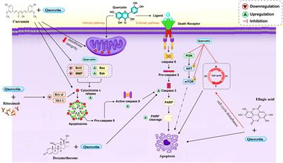 Frontiers  Syrian hamster as an ideal animal model for evaluation of  cancer immunotherapy