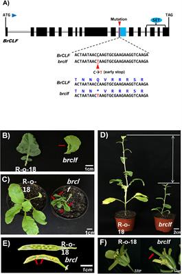 Frontiers | Transcriptomic and epigenomic analyses revealed that ...