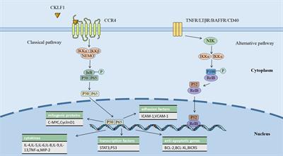 Frontiers | Role of chemokine-like factor 1 as an inflammatory marker ...