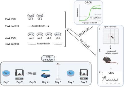 Frontiers | Repeated variate stress increased voiding frequency and ...