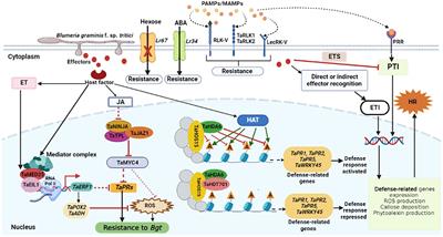 Frontiers  Grapevine response to a Dittrichia viscosa extract and a  Bacillus velezensis strain