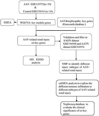 Frontiers | Identification of new immune subtypes of renal injury ...