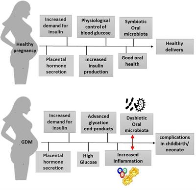 Frontiers | The oral microbiota and gestational diabetes mellitus