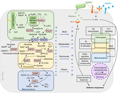 Frontiers | The role of photorespiration in plant immunity