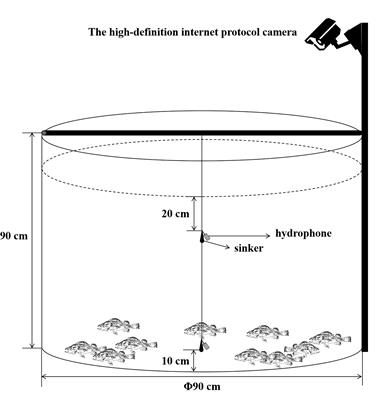 Frontiers  Boldness Predicts Aggressiveness, Metabolism, and Activity in  Black Rockfish Sebastes schlegelii