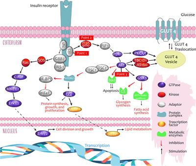 Frontiers | Insulin and the kidneys: a contemporary view on the ...