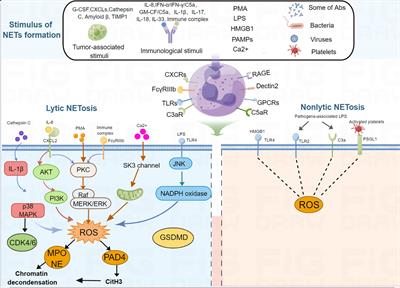 Frontiers | Neutrophil extracellular traps in tumor progression and ...