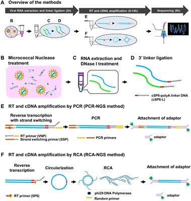 Frontiers | Rapid whole genome sequencing methods for RNA viruses