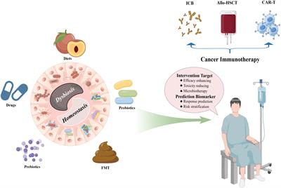 Frontiers  Syrian hamster as an ideal animal model for evaluation of  cancer immunotherapy