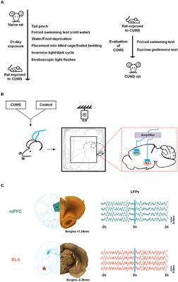 Frontiers  Lasting mesothalamic dopamine imbalance and altered