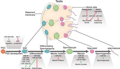 Frontiers  SUMO control of centromere homeostasis