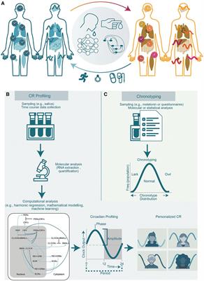 Frontiers | TimeTeller for timing health: The potential of circadian ...