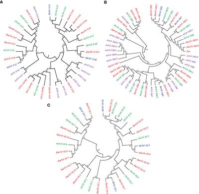 Frontiers Genome Wide Identification And Comprehensive Analyses Of