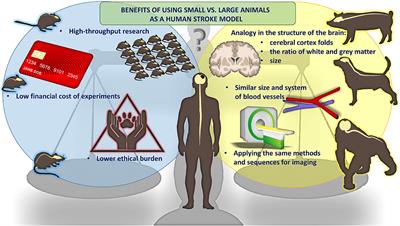 Frontiers | Animal models of focal ischemic stroke: brain size matters