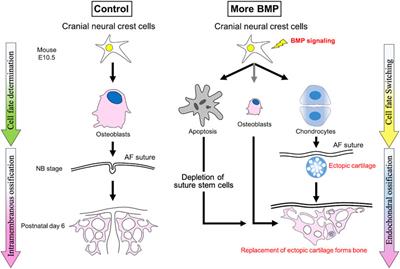 Frontiers | BMP signaling during craniofacial development: new insights ...