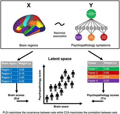 Frontiers  Intrafamilial variability in SLC6A1-related neurodevelopmental  disorders