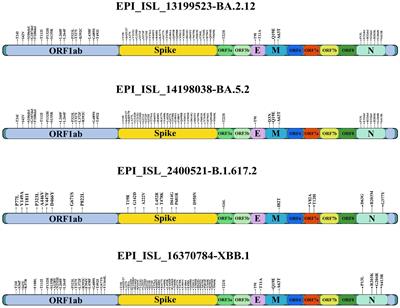 Frontiers  Syrian hamster as an ideal animal model for evaluation of  cancer immunotherapy