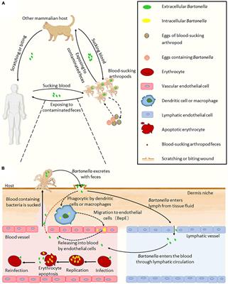 Frontiers  The culmination of multidrug-resistant efflux pumps vs. meager  antibiotic arsenal era: Urgent need for an improved new generation of EPIs