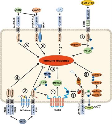 Frontiers | Ligand recognition and signal transduction by lectin ...