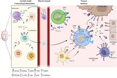 Frontiers | Tumor-resident memory T cells as a biomarker of the ...