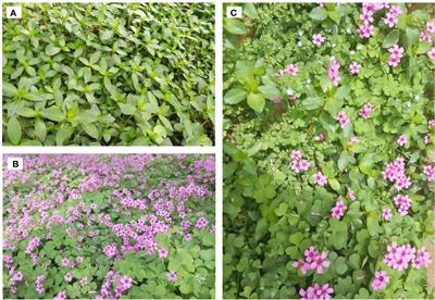 Frontiers  Tetraclinis articulata (vahl) masters: An insight into its  ethnobotany, phytochemistry, toxicity, biocide and therapeutic merits