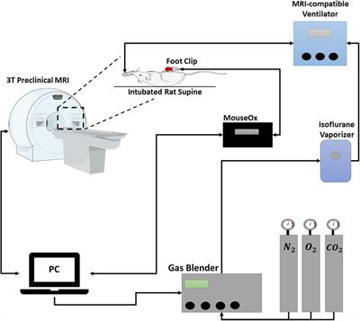 Frontiers  Locomotor and respiratory muscle abnormalities in HFrEF and  HFpEF