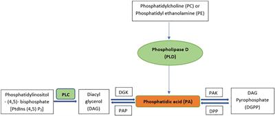 Frontiers  The culmination of multidrug-resistant efflux pumps vs. meager  antibiotic arsenal era: Urgent need for an improved new generation of EPIs