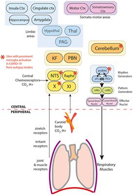 Frontiers  Editorial: COVID-19 in CNS and PNS: Basic and Clinical