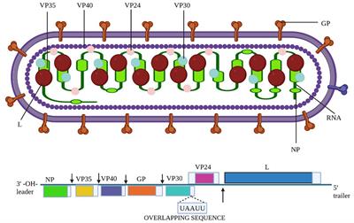 Frontiers  C500 variants conveying complete mucosal immunity