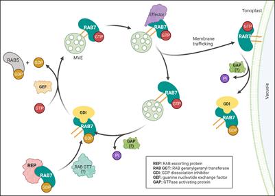 Frontiers | RAB7 GTPases as coordinators of plant endomembrane traffic