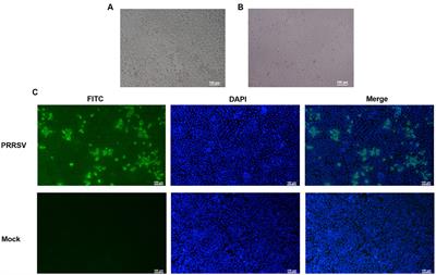 Frontiers  C500 variants conveying complete mucosal immunity