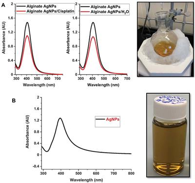 Frontiers | Alginate-based hydrogel platform embedding silver ...