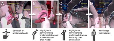 Frontiers  A Review of the Potential of Virtual Walking